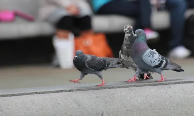 Comment développer son leadership en situation de crise : 7 stratégies éprouvées en 2026