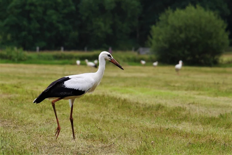 cigogne
